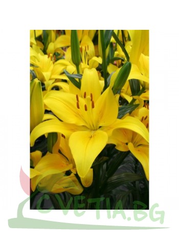 Лилиум 'Yellow County" LL148